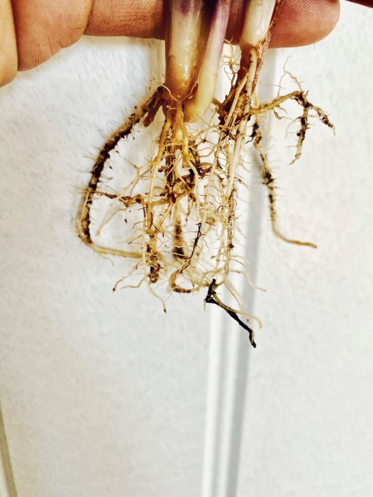 Cleaned roots ready to be put in LECA for semi hydroponics