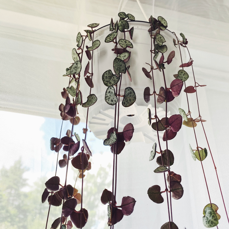 string of hearts plant meaning