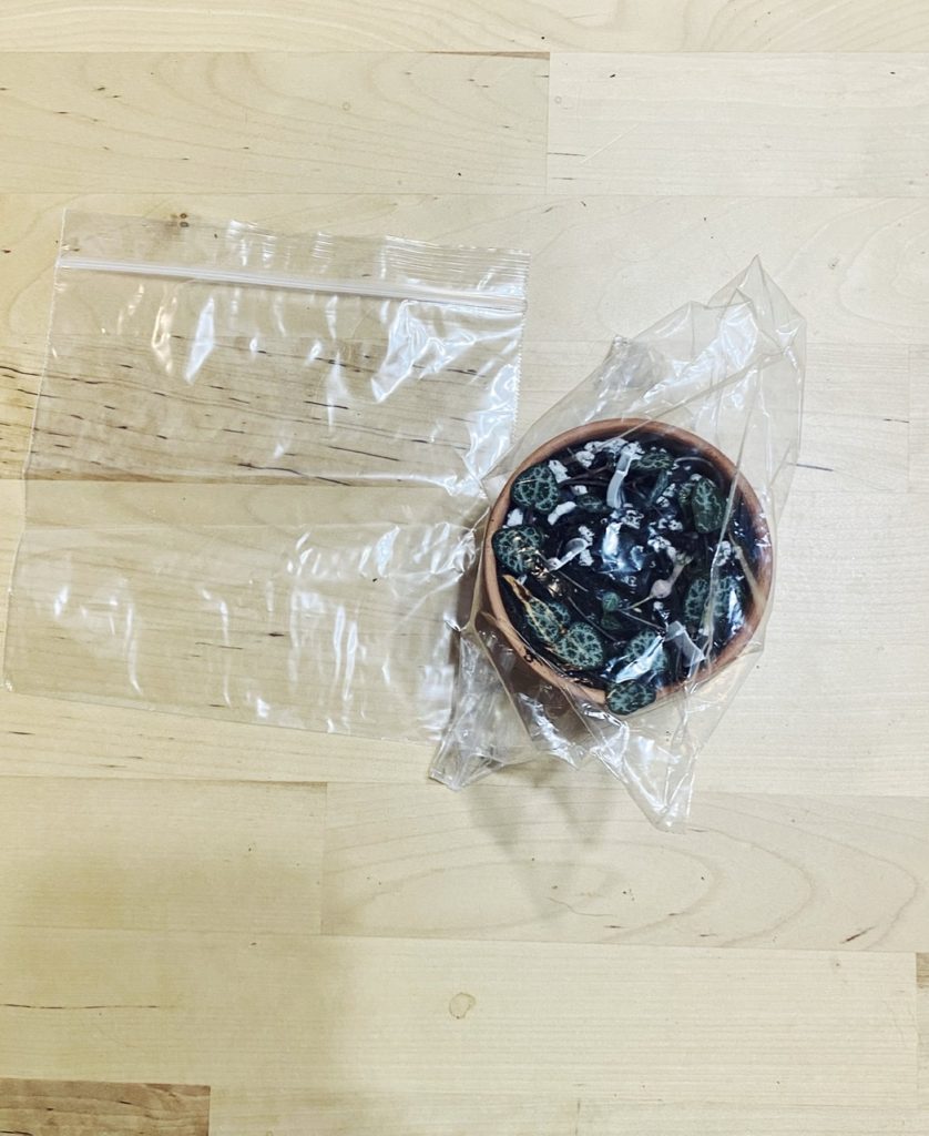 Plant in ziploc bag for humidity