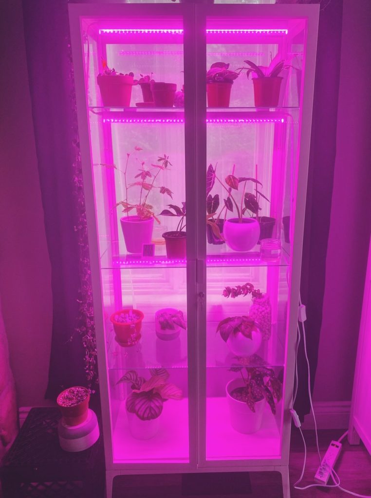 Grow lights in greenhouse for plants in winter