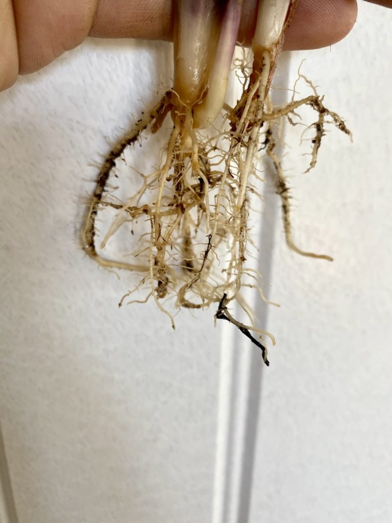 Plant Roots not dry