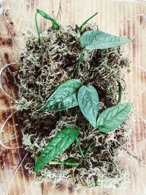 cebu blue in sphagnum moss propagation box