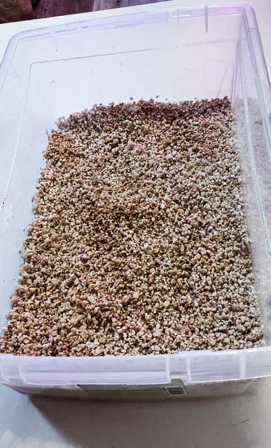 Perlite Propagation Box with Cinnamon Sprinkled in