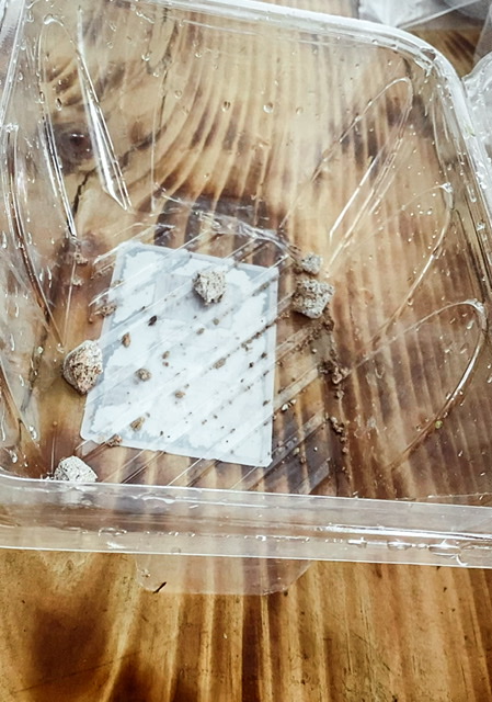 Mosquito bits at the bottom of a propagation box