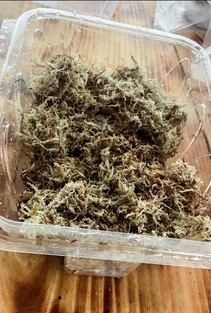 Sphagnum Moss in a clear container
